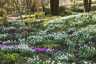 Colesbourne Gardens guided tour and snowdrops