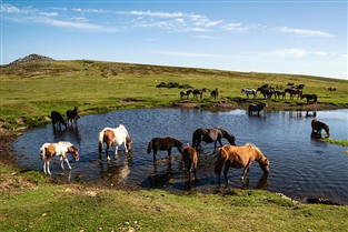 Dartmoor & Coastal Devon GOLD