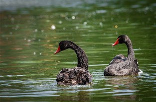 The Black Swans of Dawlish