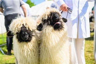 Devon County Show, Westpoint Exeter