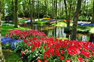 Springtime in Holland Cruise & Keukenhof Gardens