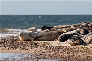 Norfolk Seals, Coast & Royal Sandringham GOLD