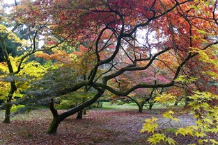 Westonbirt The National Arboretum Gloucestershire