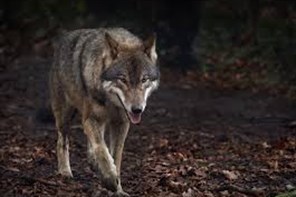 The Wild Place near Cribbs Causeway