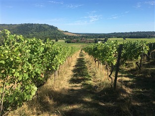 Thames River Cruise,Winchester & Denbie's Vineyard