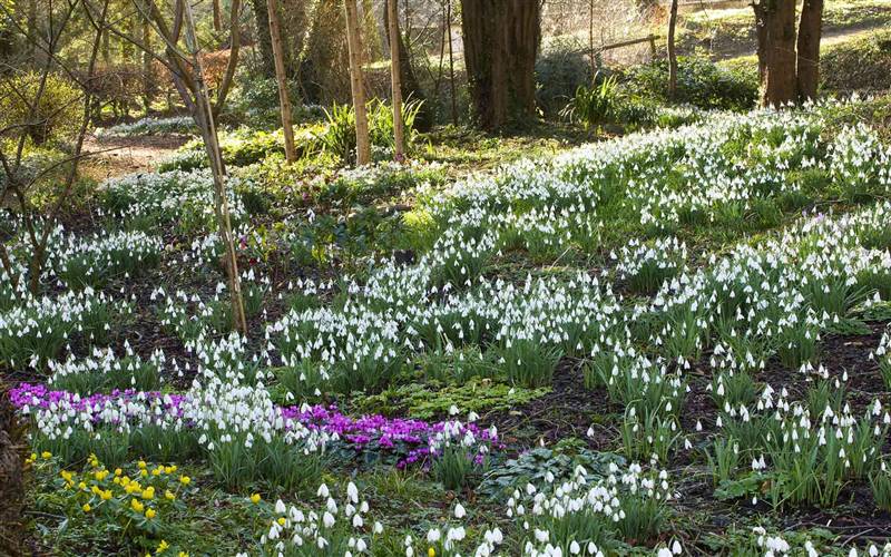 Colesbourne Gardens guided tour and snowdrops