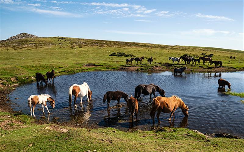 Dartmoor & Coastal Devon GOLD