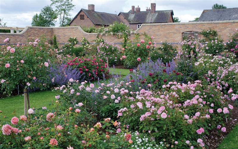 David Austin Roses, Shropshire - rose gardens tour