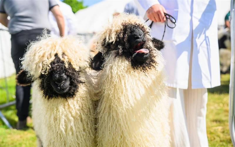 Devon County Show, Westpoint Exeter