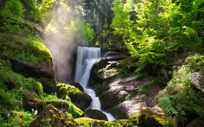 The Heart of the Black Forest GOLD