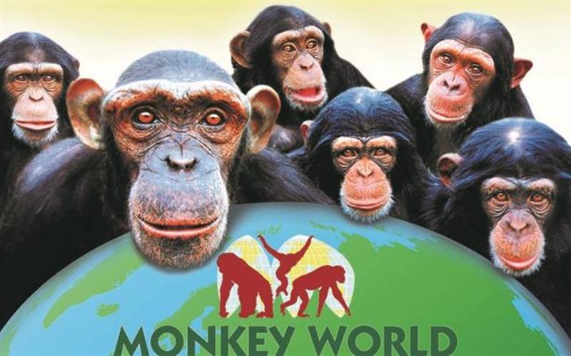 Monkey World