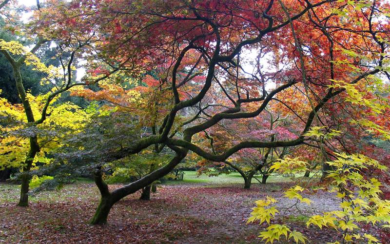 Westonbirt The National Arboretum Gloucestershire
