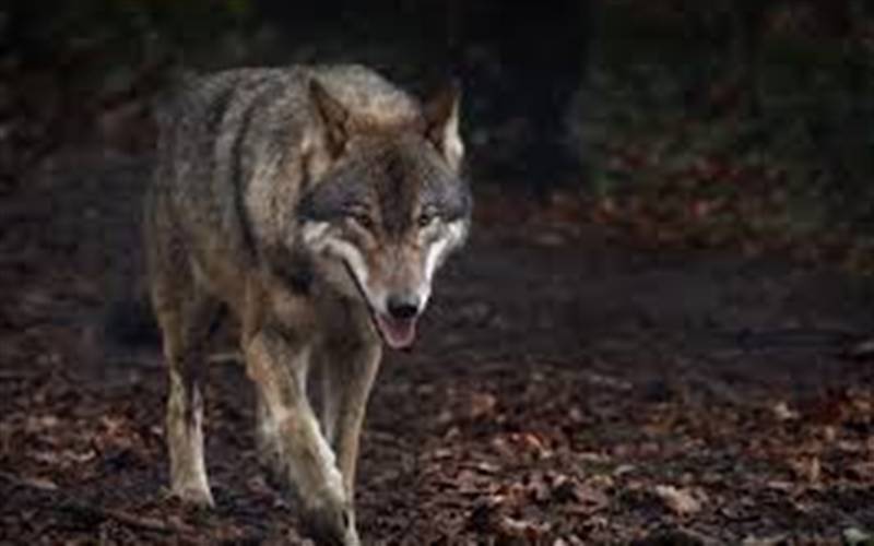 The Wild Place near Cribbs Causeway