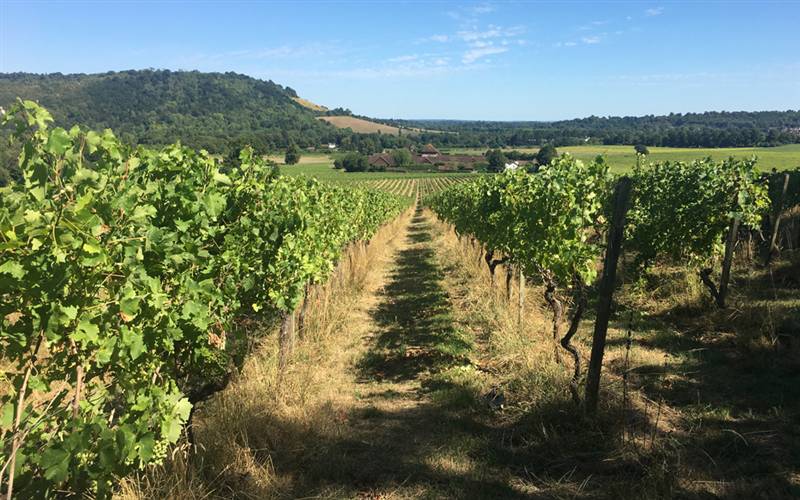 Thames River Cruise,Winchester & Denbie's Vineyard